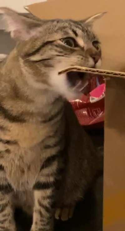 what do you think goes through their minds when they do this?!