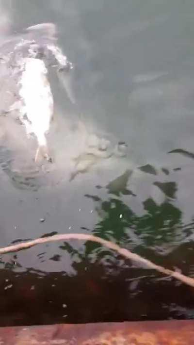 Feeding a wild seal fresh pogies