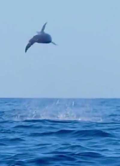 An unusual jump of a dolphin