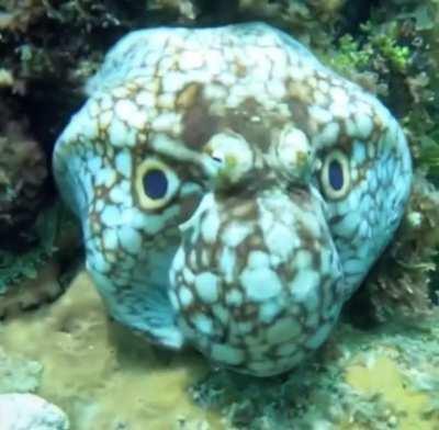 🔥the final octopus boss