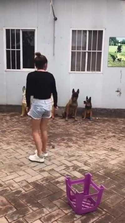 I feel bad for the dogs