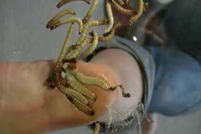 I found the other file I had from this studio that some had asked about. Yes, it's heel crushing so if that's not your thing then just skip it and move on instead of complaining about it like a couple of folks did last time. LOL