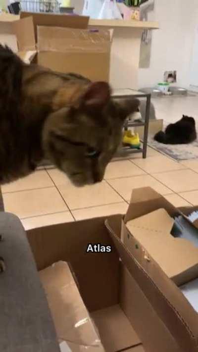 which meow is your favorite?