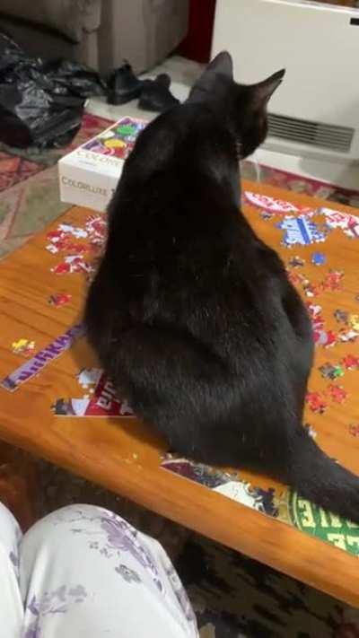 Out of all the places to sit…