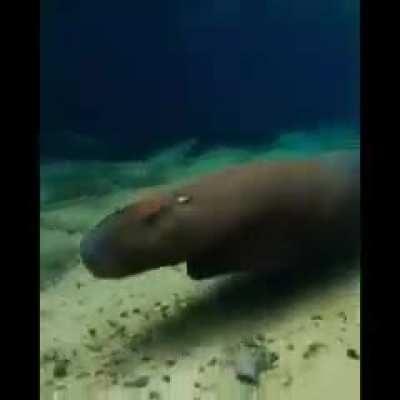 aguanten los carpinchos