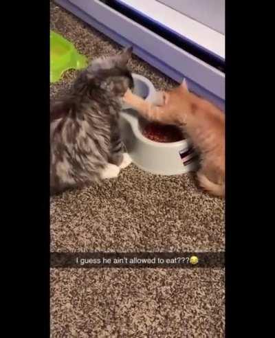 After stealing our hearts, cat steals another cat's food.