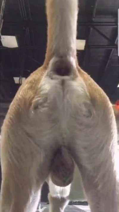 to record their squats