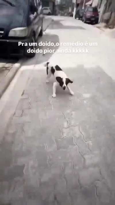 a necessidade de ser doido na vida é enorme