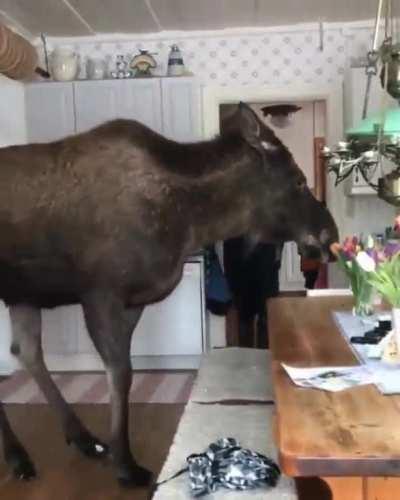 Unusual but adorable home invasion