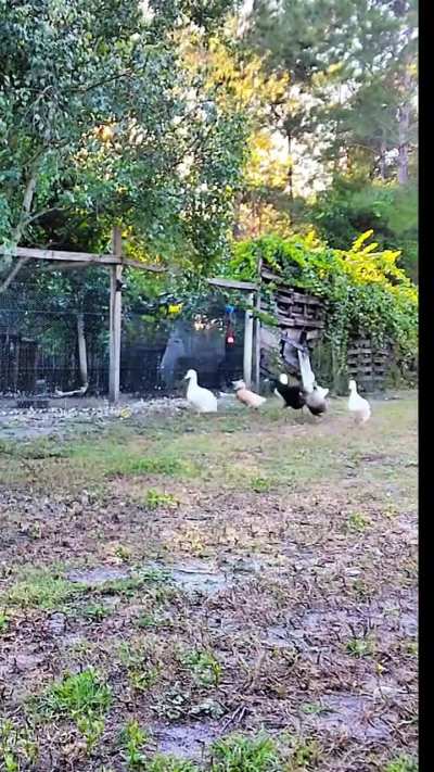 Late Monday flaptoberfest