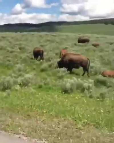 Cat after seeing a bison