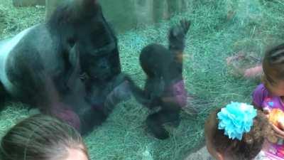 Monke son tries to attack Monke dad