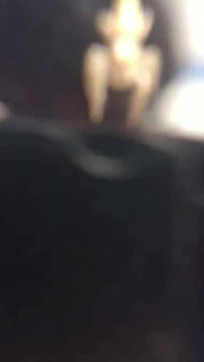 Trying to focus the camera on this little guy