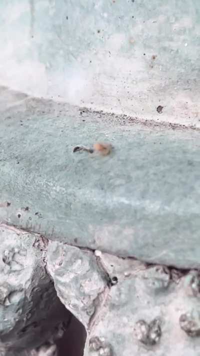 Spider wrapping worm thing?