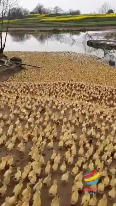 Send in the troops!!