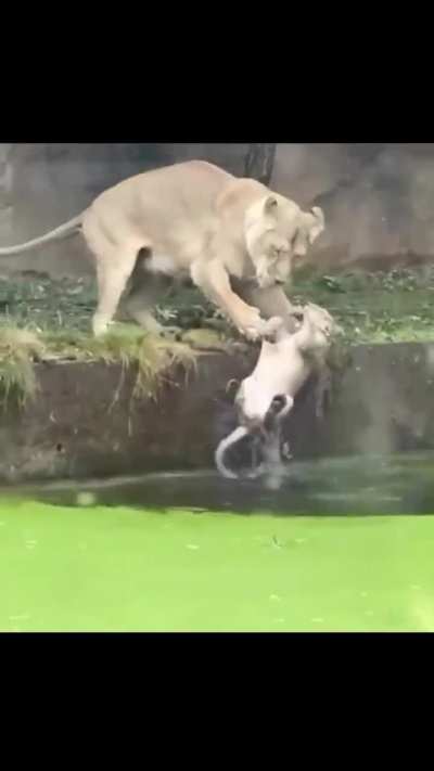 Mother accidentally pushes kid in water