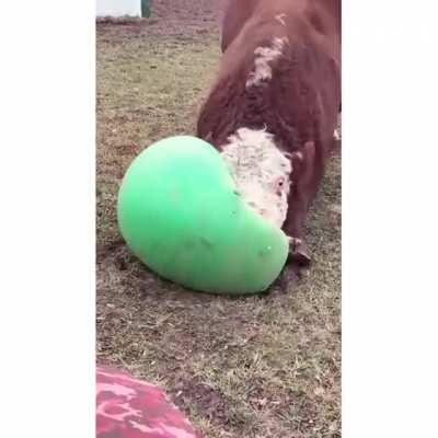 Cow with a ball