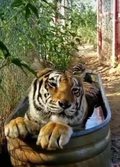 Tiger in a tub