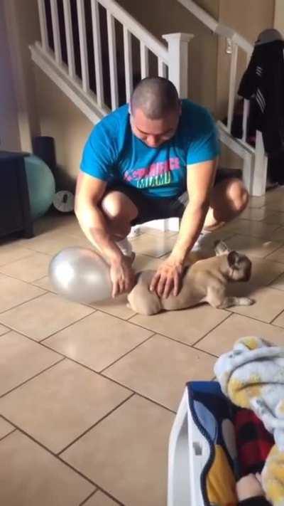 Doggie Is A Little Gassee