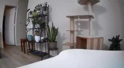 Dog moves security camera so he can secretly eat food on the table