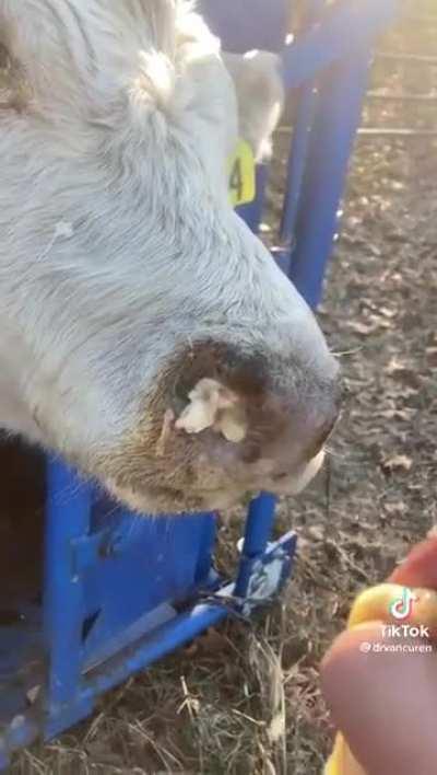 Human being a bro to this cow.