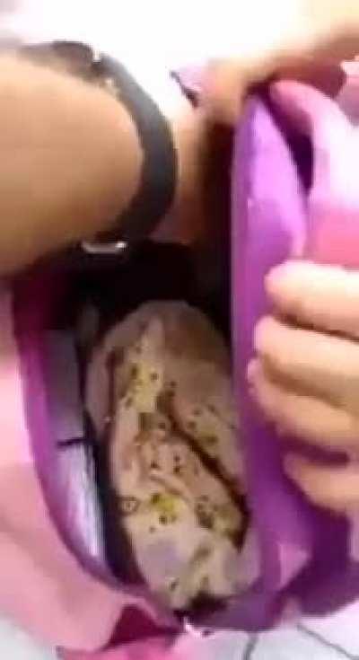 Bringing the dog to the school (i will delete if it's repost)