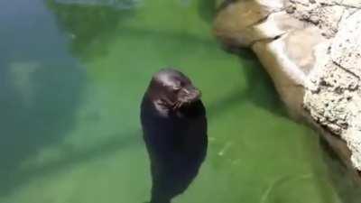 Epic foca girandose una buena rola 🤑🥶😎