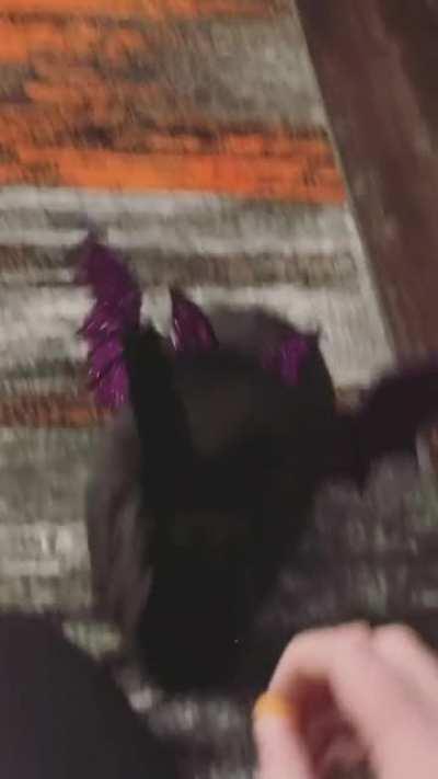 Little known fact: Black rabbits turn into bats on Hallowen