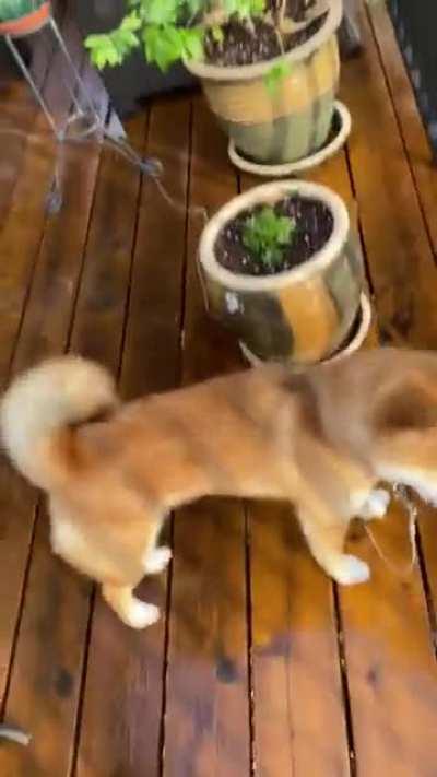 Hopefully my mom will stop leaving her glass on the edge of the deck when she is gardening