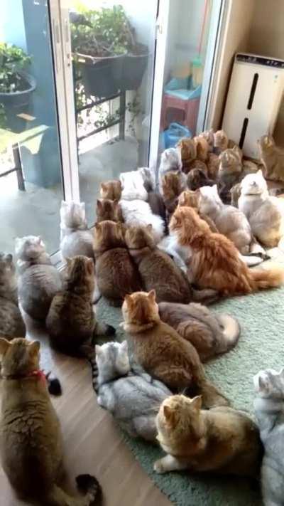 Very important pigeon