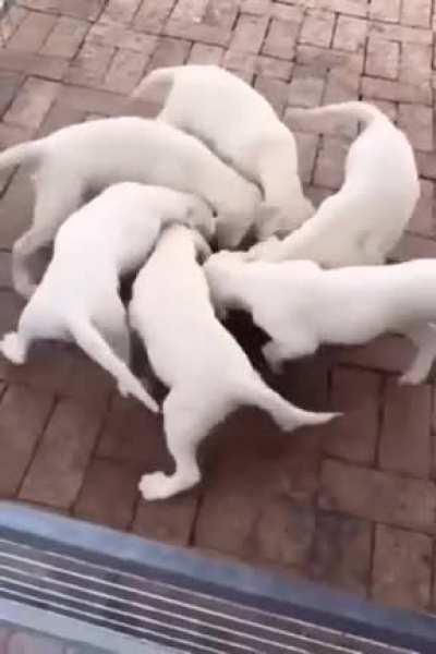 Angular momentum must be conserved