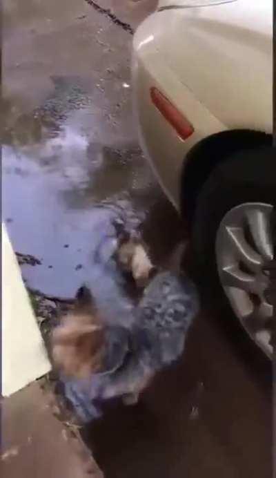 This little dog found and brought home a little kitten