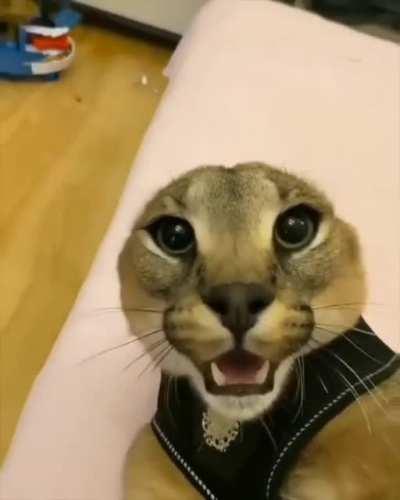 Funny edited floppa video