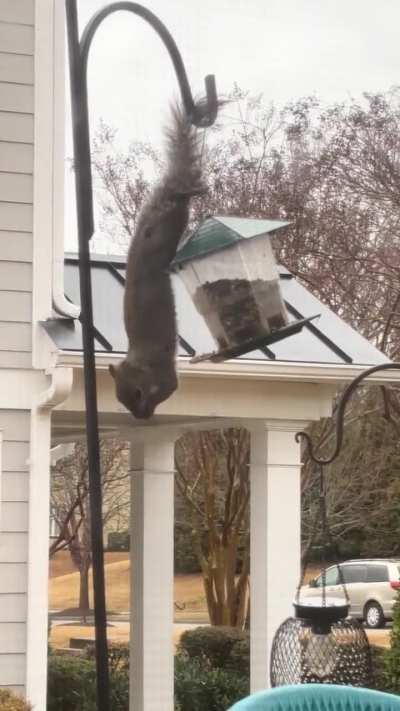 Squirrel 🐿️ snacking on some birdseed