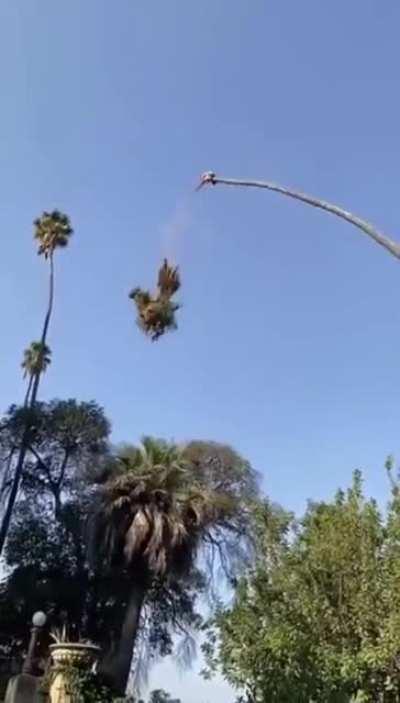 HMRB while I cut this palm tree with a chain saw while at the very top.