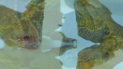 Vibing with Stan (goherping)