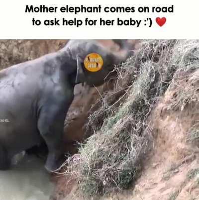 Humans rescuing baby elephant.