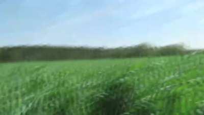 Hot babe sucks in nature