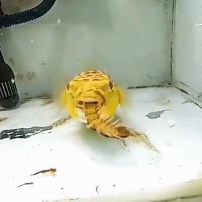 Any time this Puffer Fish feeds