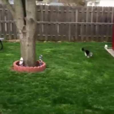 Dog’s raised by rabbits..