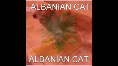 ALBANIAN CAT