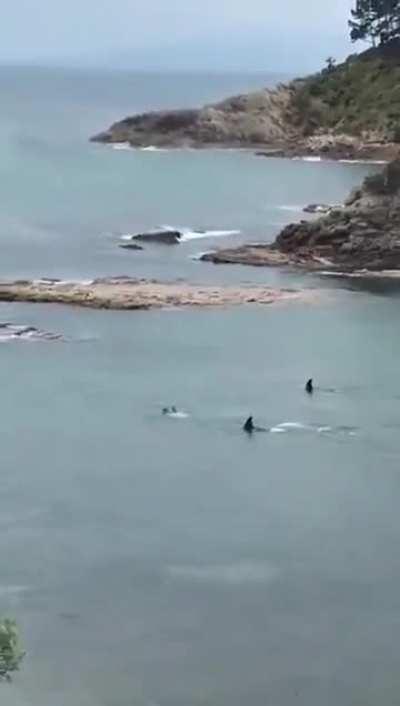 There has never been a person  in record who was killed by a wild orca.