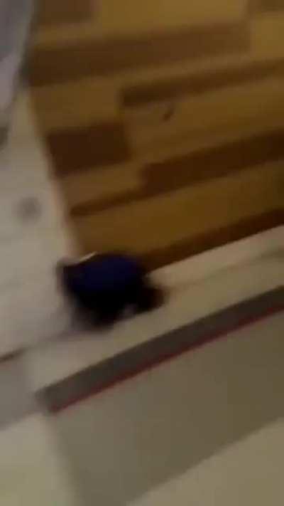 Cat takes a hit out on a bat.