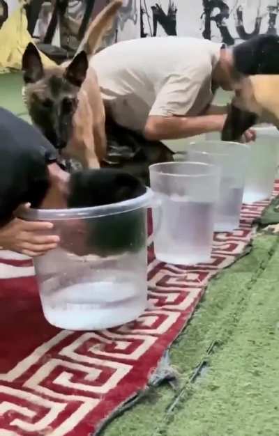 Malinois dog figured out that hooman is cheating..