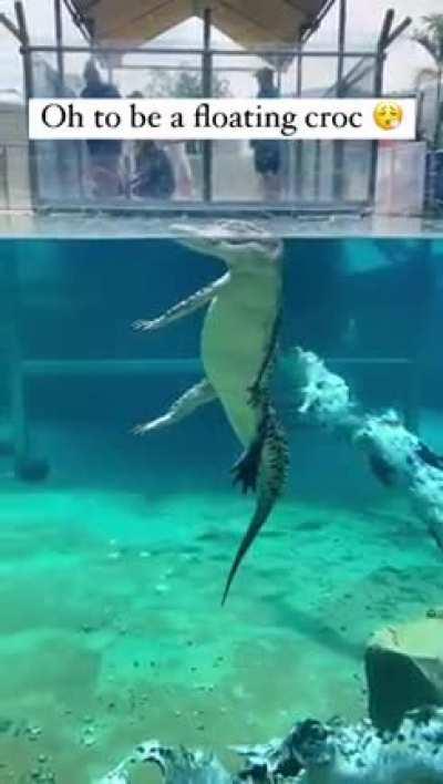 Living the dream 🐊😂