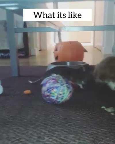 Females. Am I Right!? 🤣