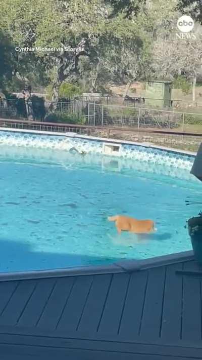 This cat had a grand time slipping and sliding on a frozen backyard pool
