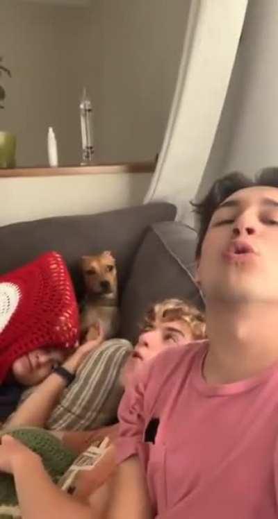 Just Dogs being Dudes