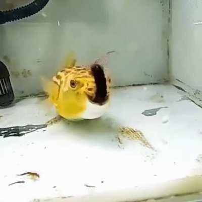 Puff Lord, eater of nightmares