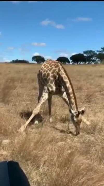How a giraffe eats grass